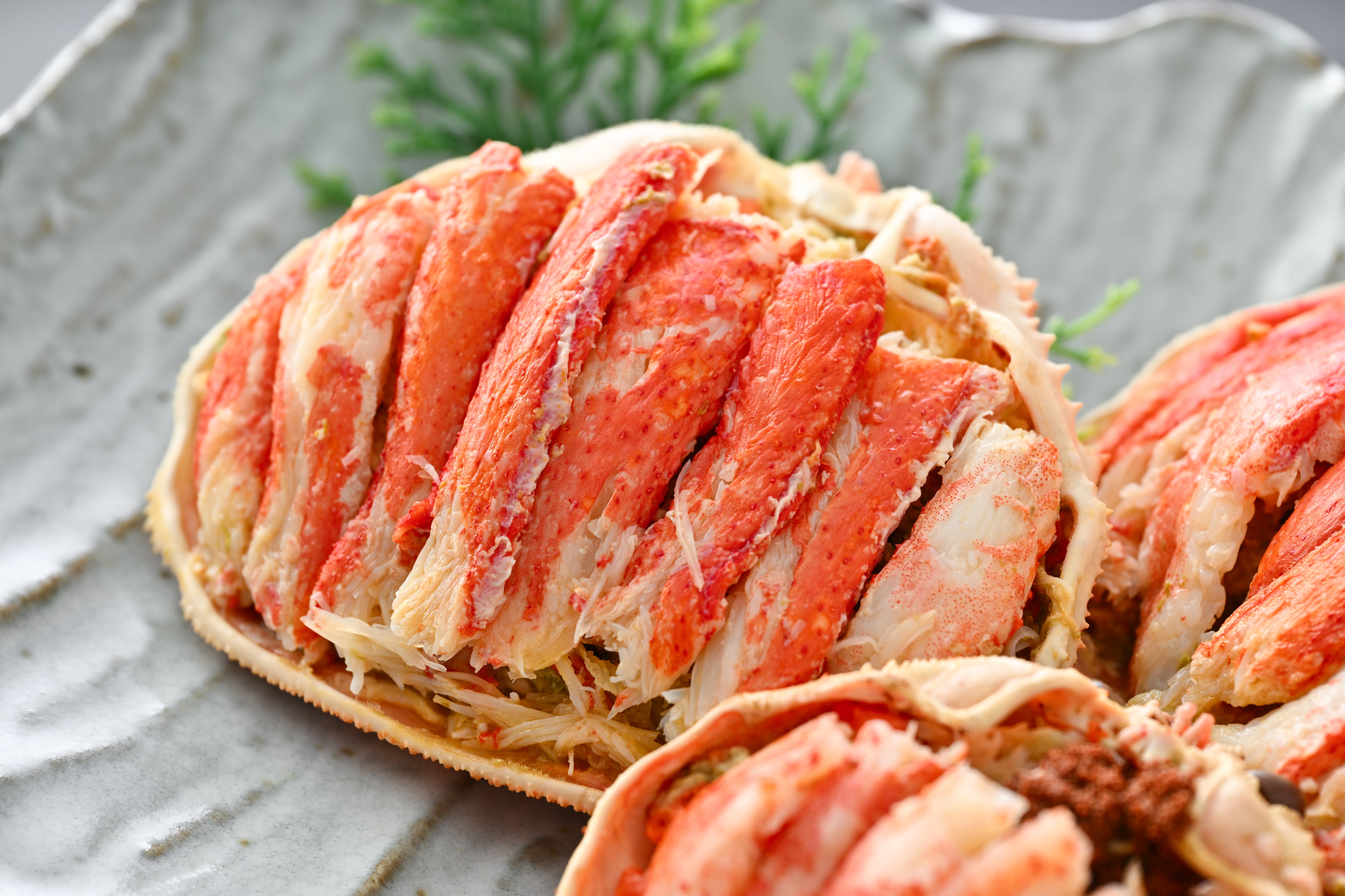 オオズワイ（メス） – かに楽 公式通販